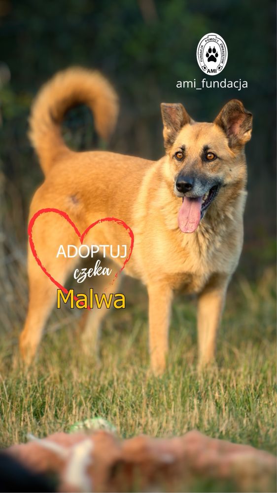 Cudowna sunia Malwa szuka domu! Adoptuj ją