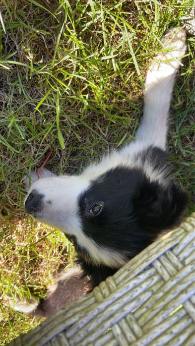 Suka border collie szczeniak