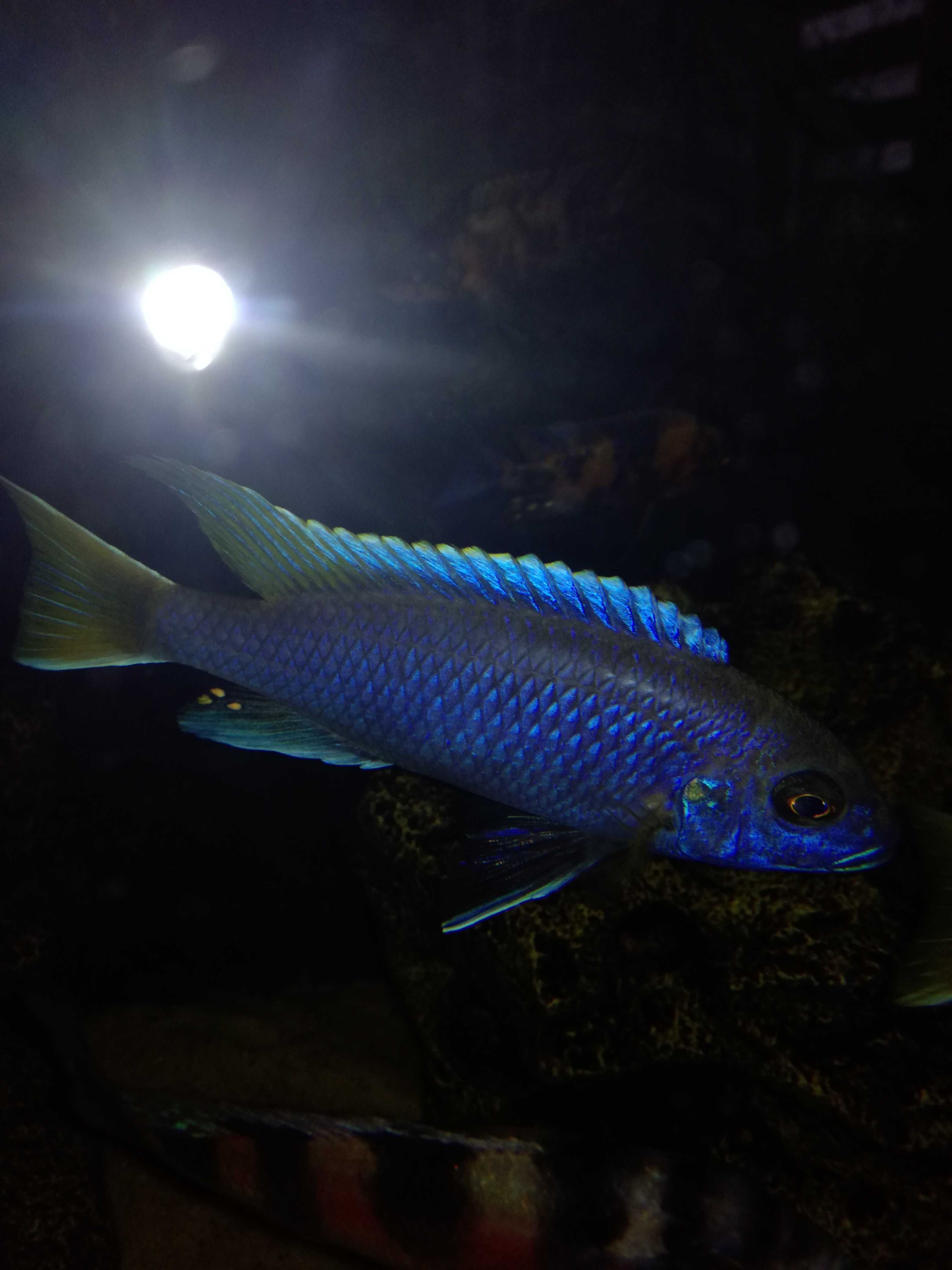 Pyszczaki Pseudotropheus Acei Luwala