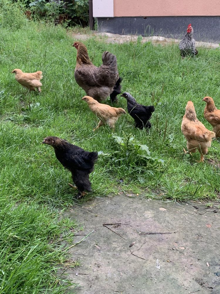 Продам курча брами
