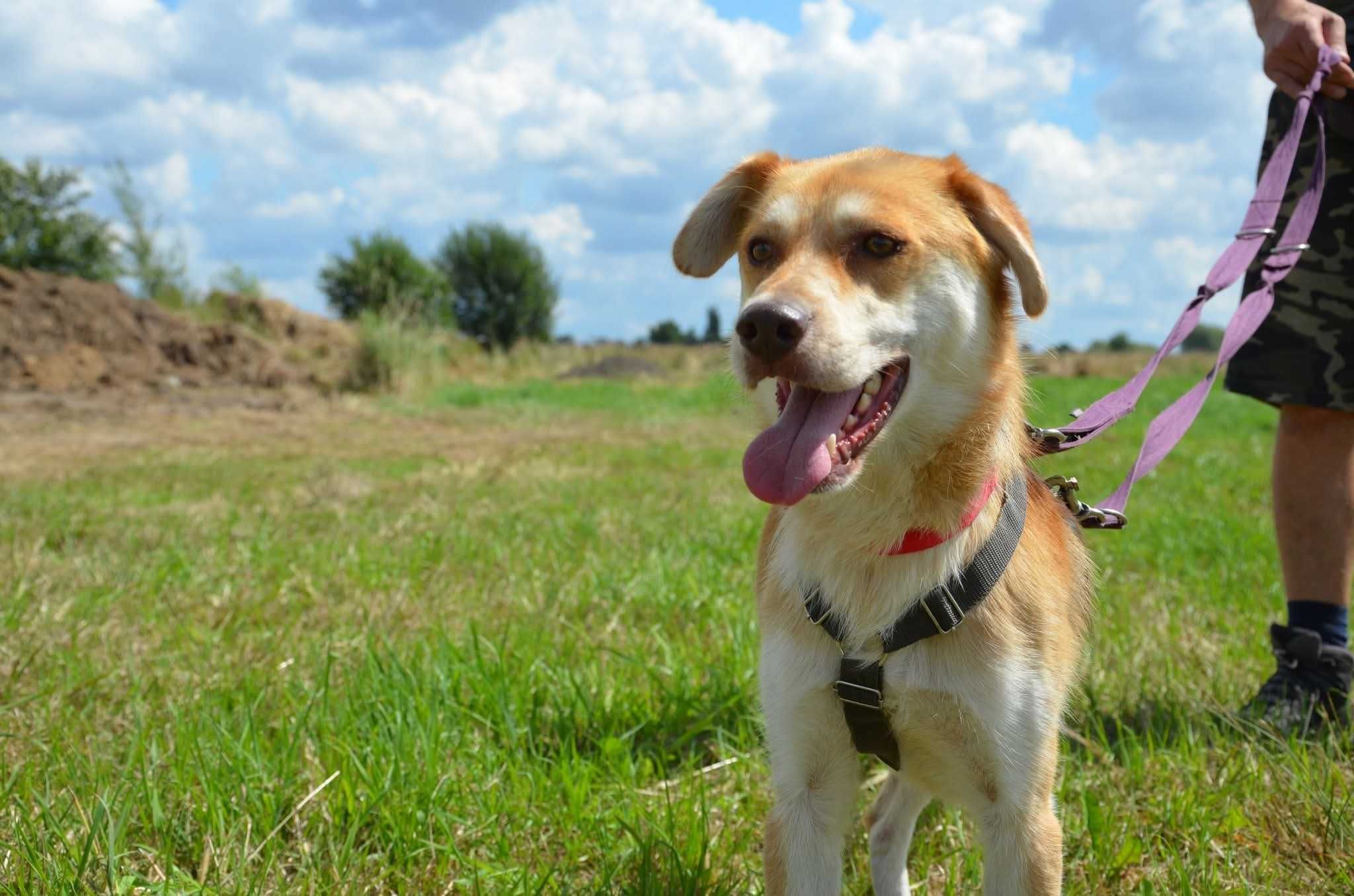 Biszkopt - uroczy psiak prosi o dom ADOPCJA