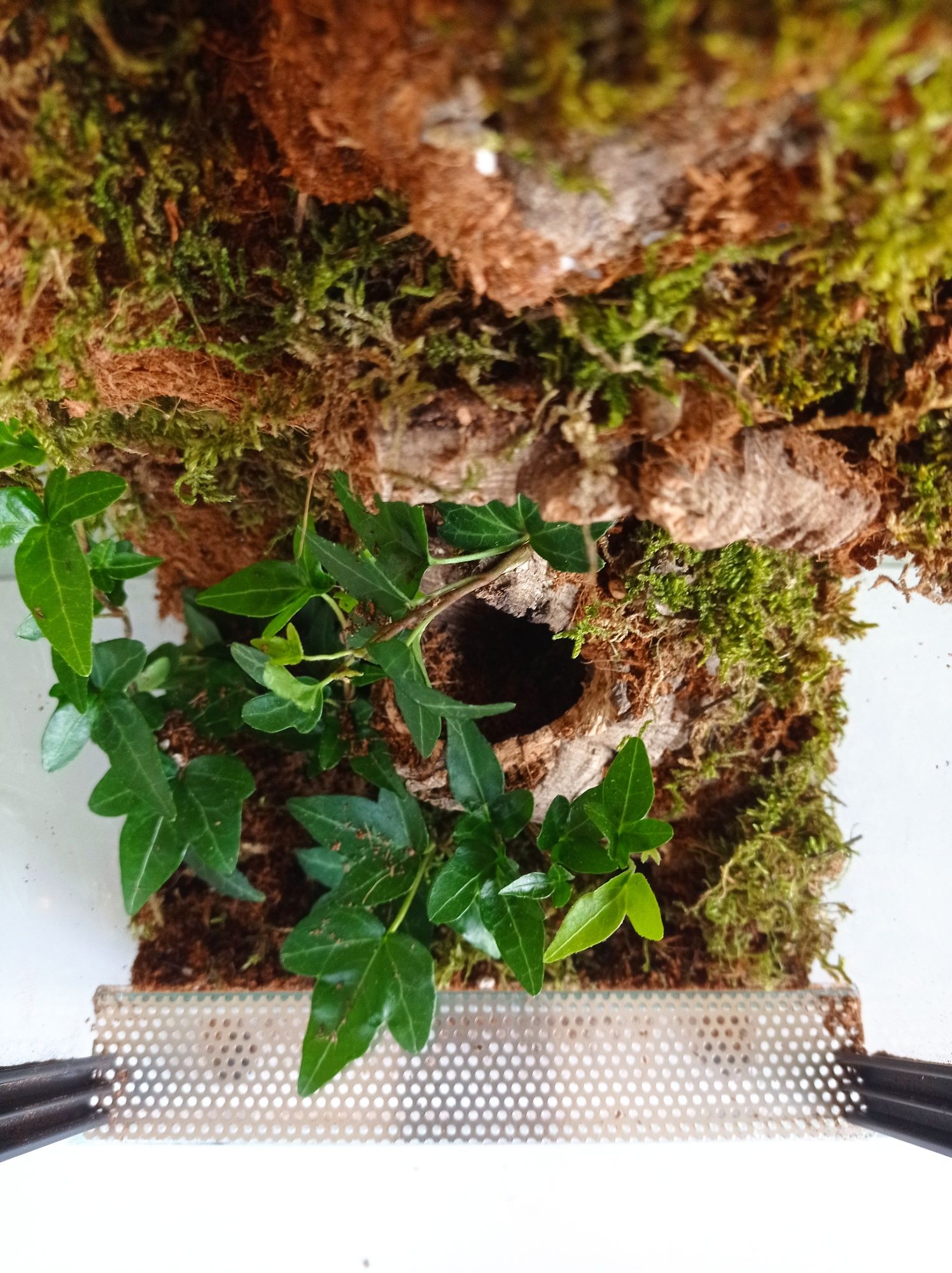 Terrarium 20x20x40 ze ścianką