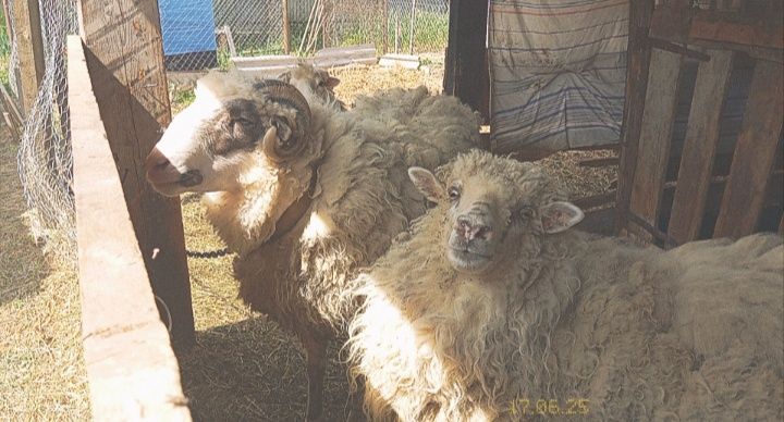 Продаються вівці