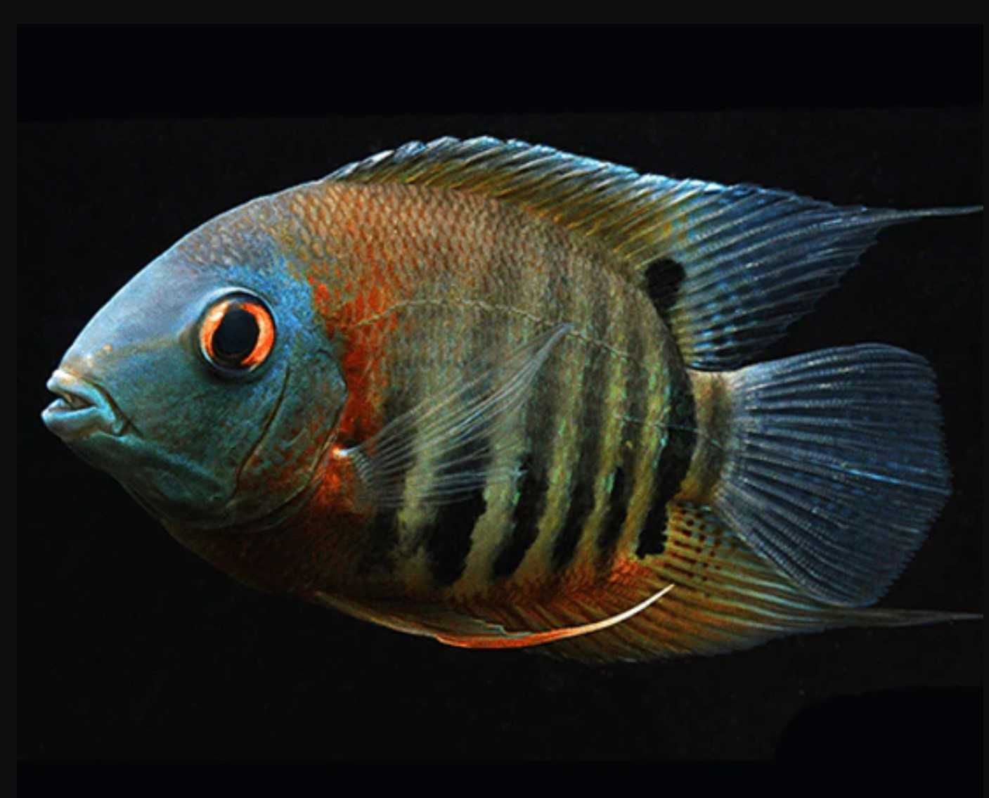 Pielęgnica severum - Sewerum - Heros efasciatus - dowóz, wysyłka