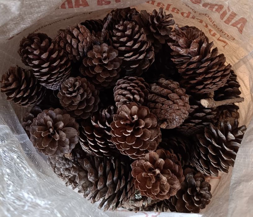 Sacos de 5kg de pinhas