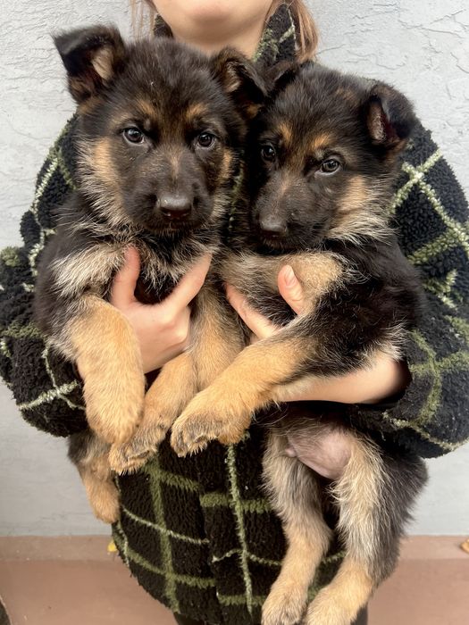 Цуцики німецької вівчарки