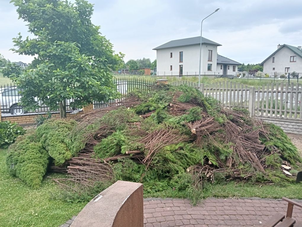 Oddam za darmo gałęzie po tujach