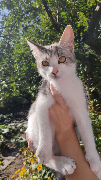 Котенок в добрі руки