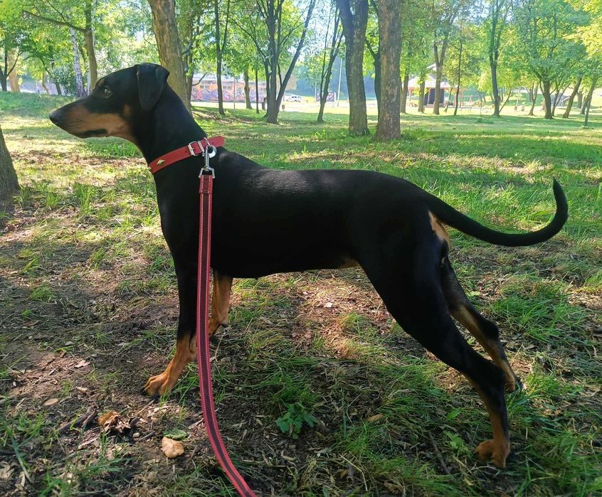 Pinczer średni niemiecki Fédération Cynologique Internationale FCI