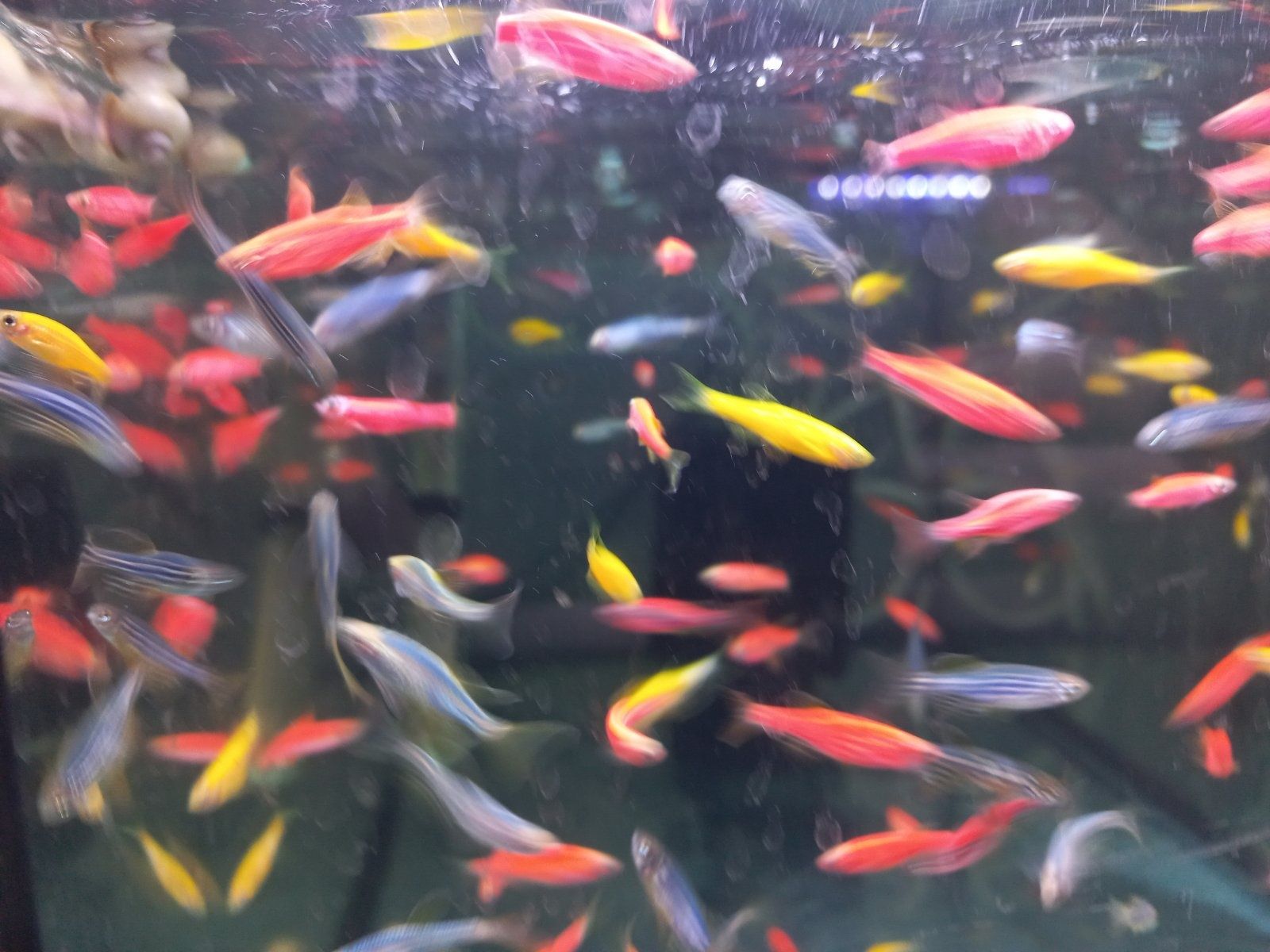 Акваріумні рибки корм акваріум тернеція даніо півники