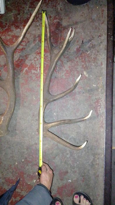 Продам рога оленя