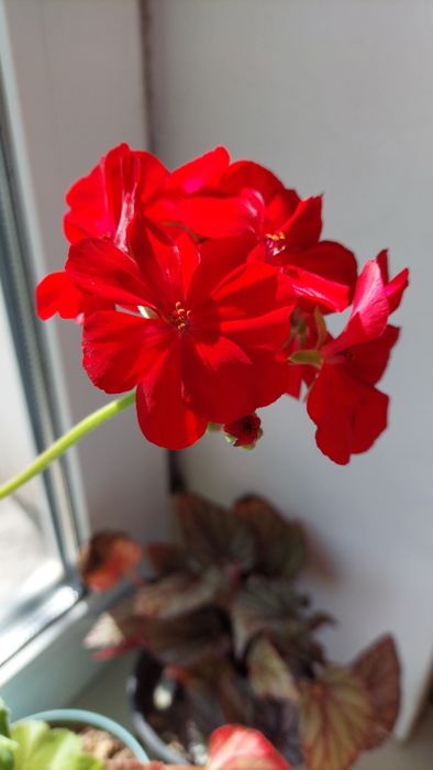 Пеларгонія, герань, живці, 5 шт 100 грн