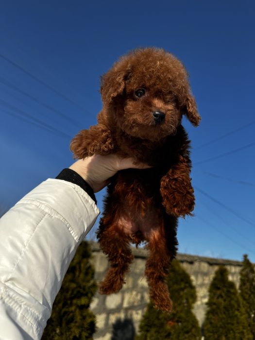 Шикарнюча дівчинка Ельзочка