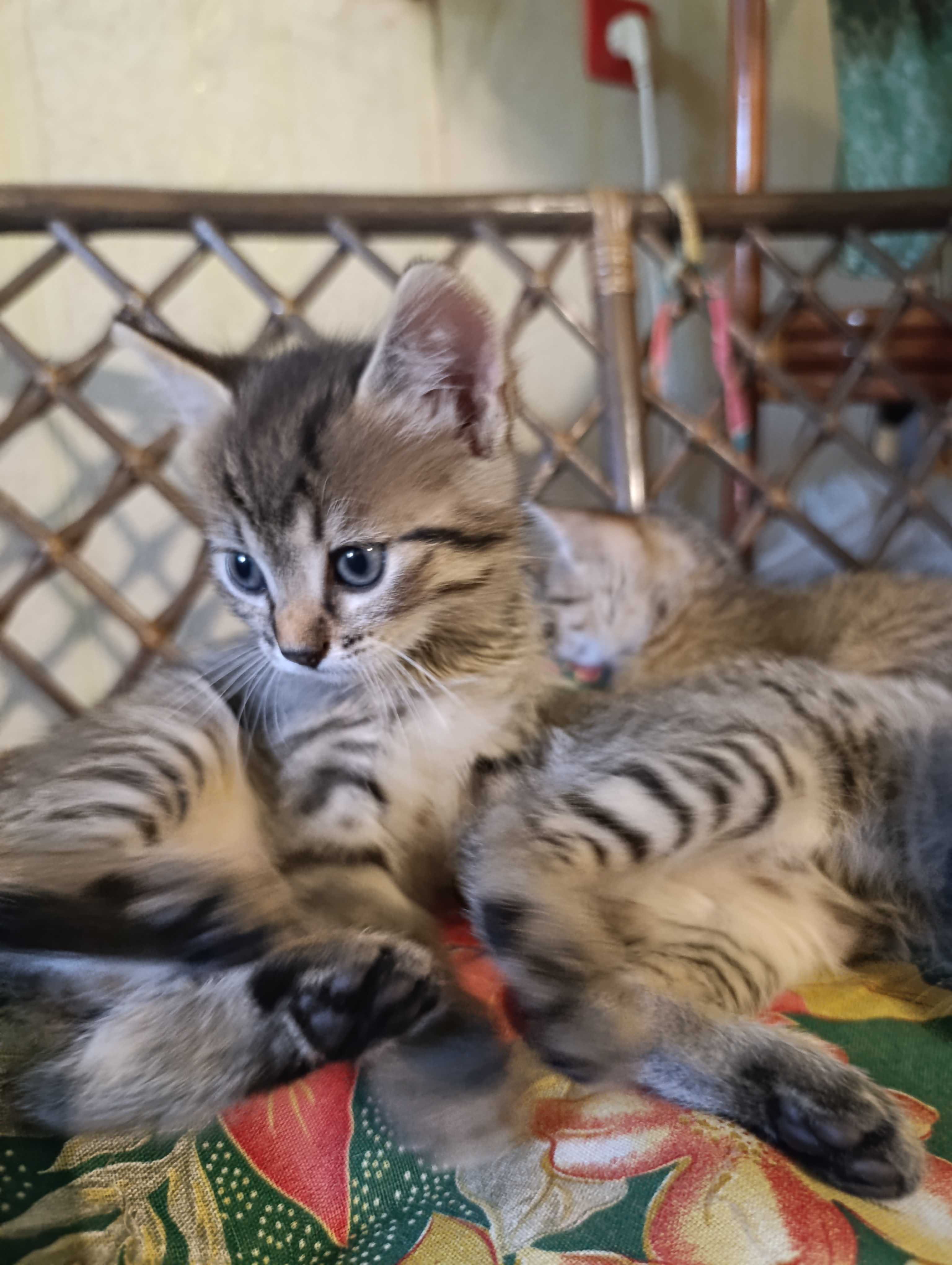 Віддамо кошенят в добрі руки