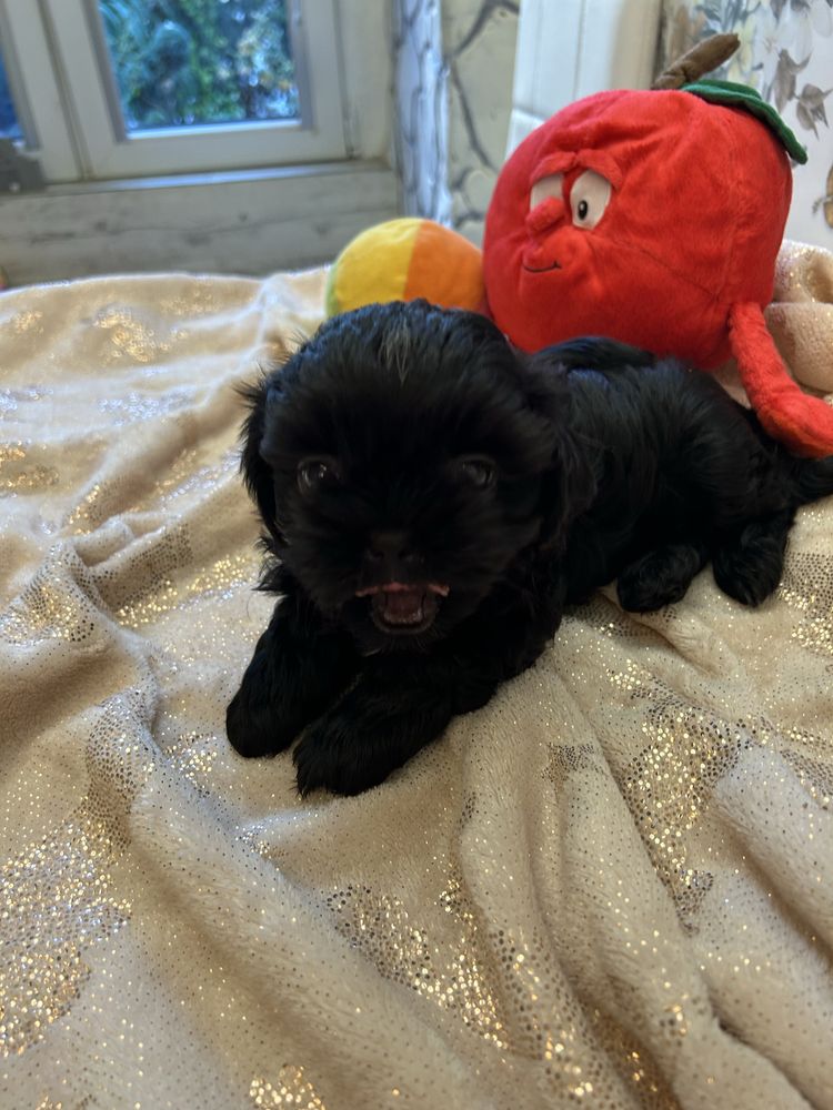 Szczeniak Shihtzu