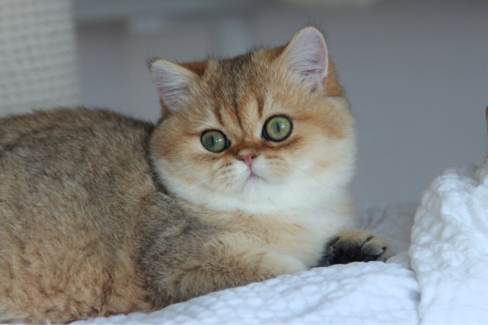 Британський золотий кот