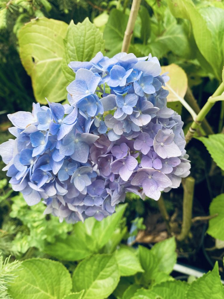 Hortensias/hidrangeas mix ja com flor