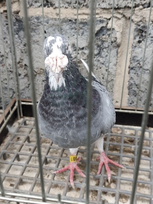 Gołębie pocztowe staropolskie para + gratis