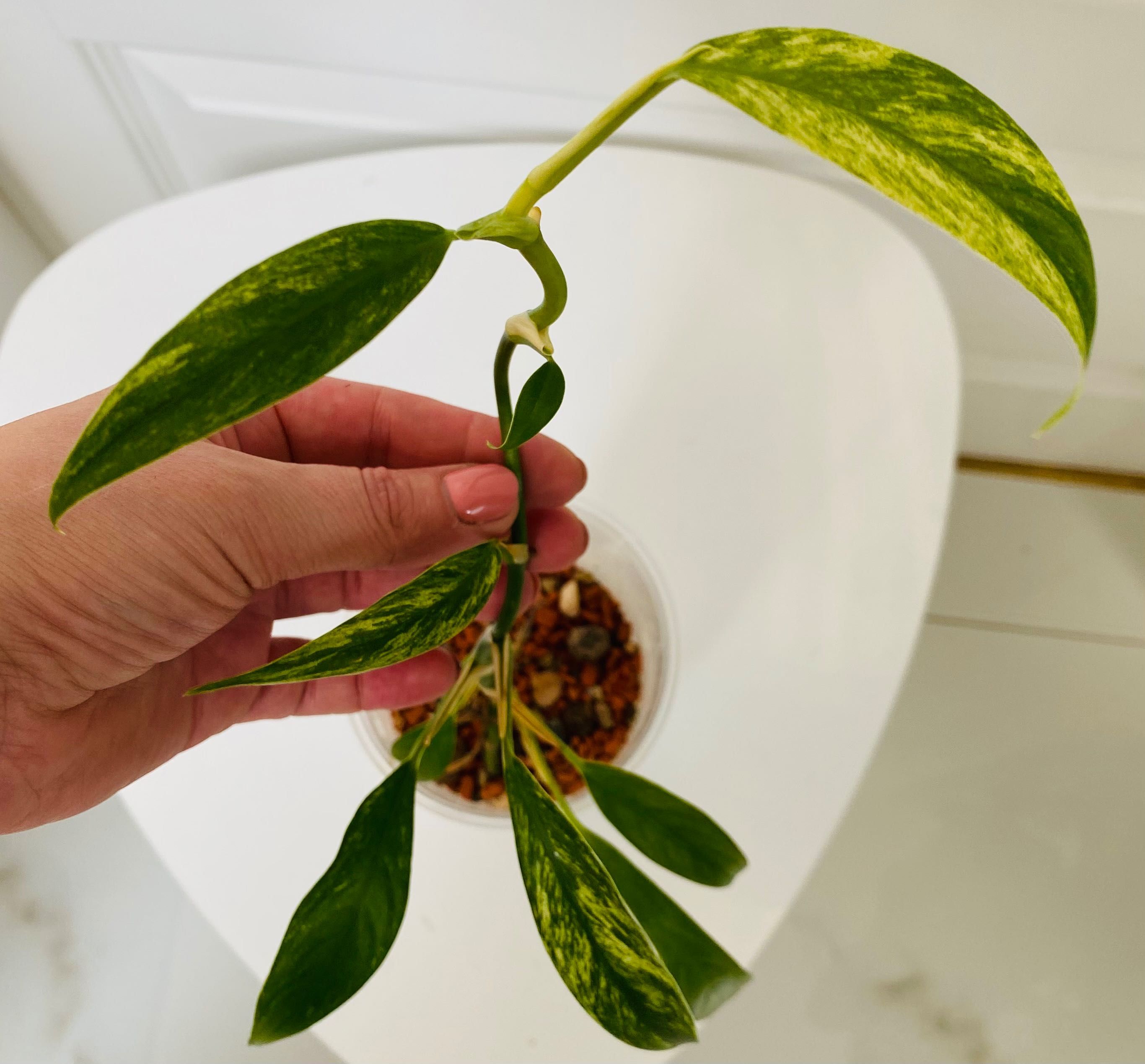 Scindapsus Coriaceus Variegated