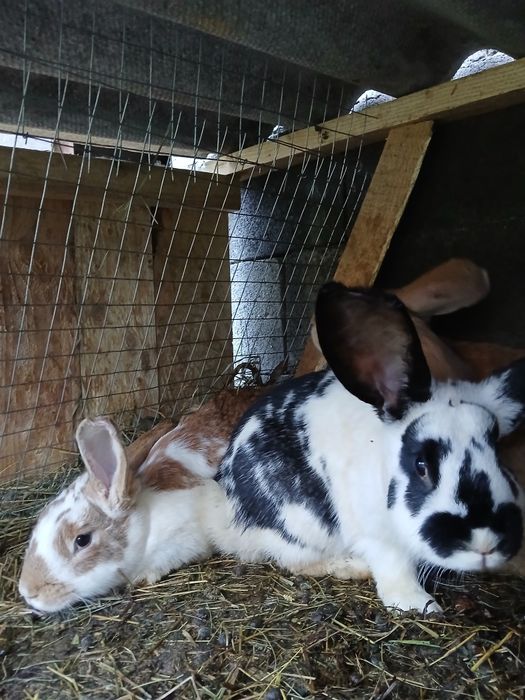 Кролі різного віку