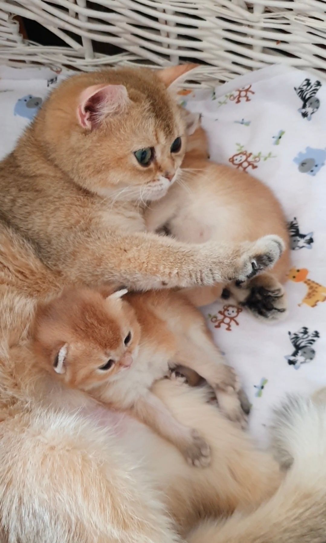 Котик, которебенок золотого окраса лучший друг в доме Киев котята клуб