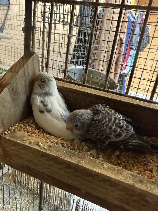 Piriquitos australianos