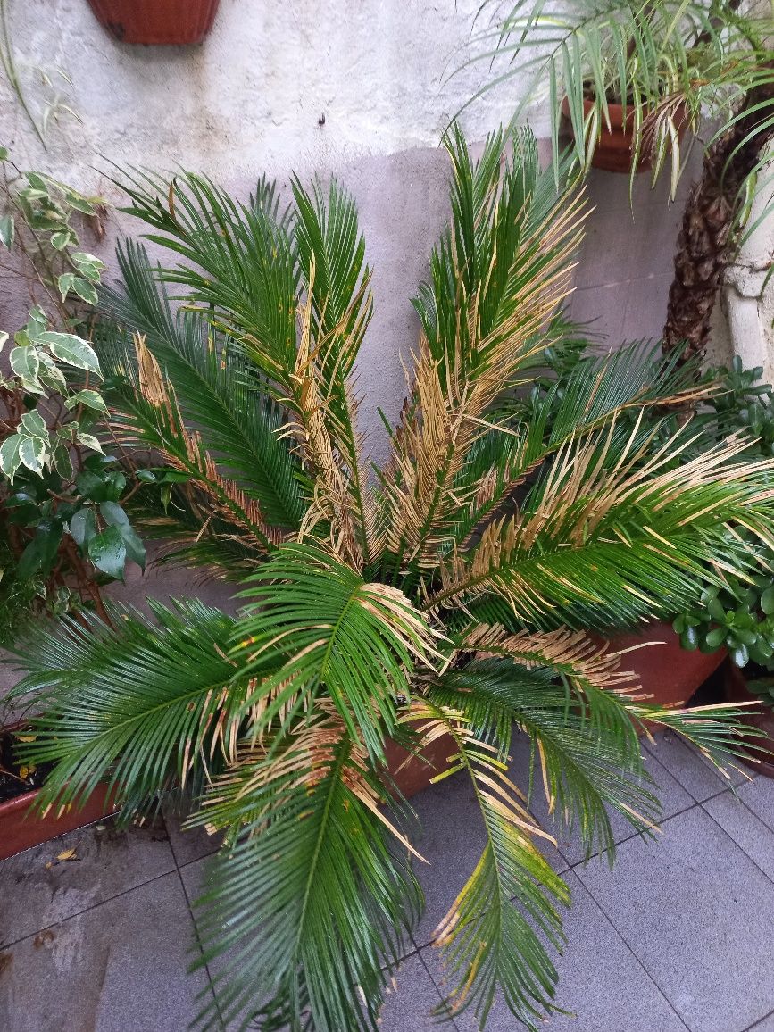 Varios vasos de plantas  palmeiras e bananeiras e outras plantas