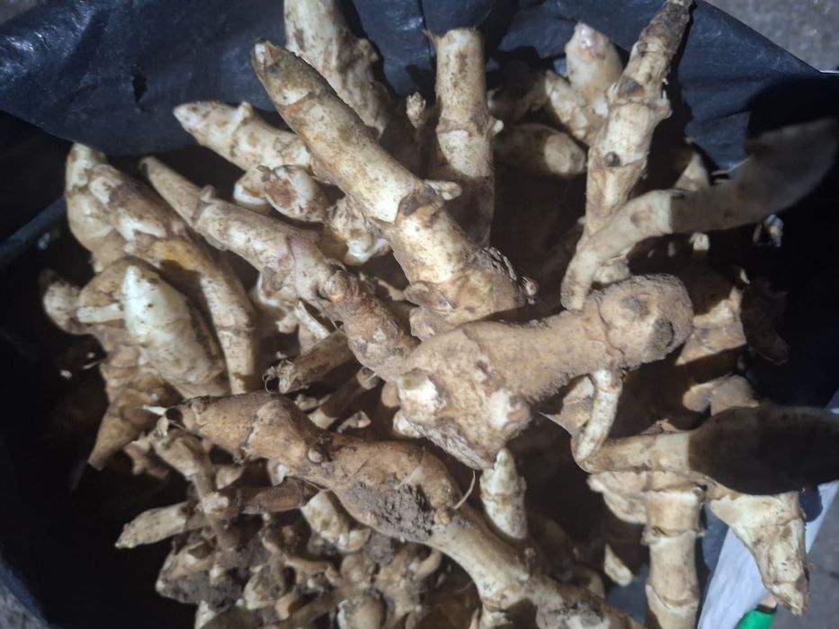 Topinambur sadzeniaki albik 10kg