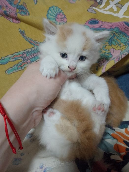 Котята , малыши, бесплатно, пушистики