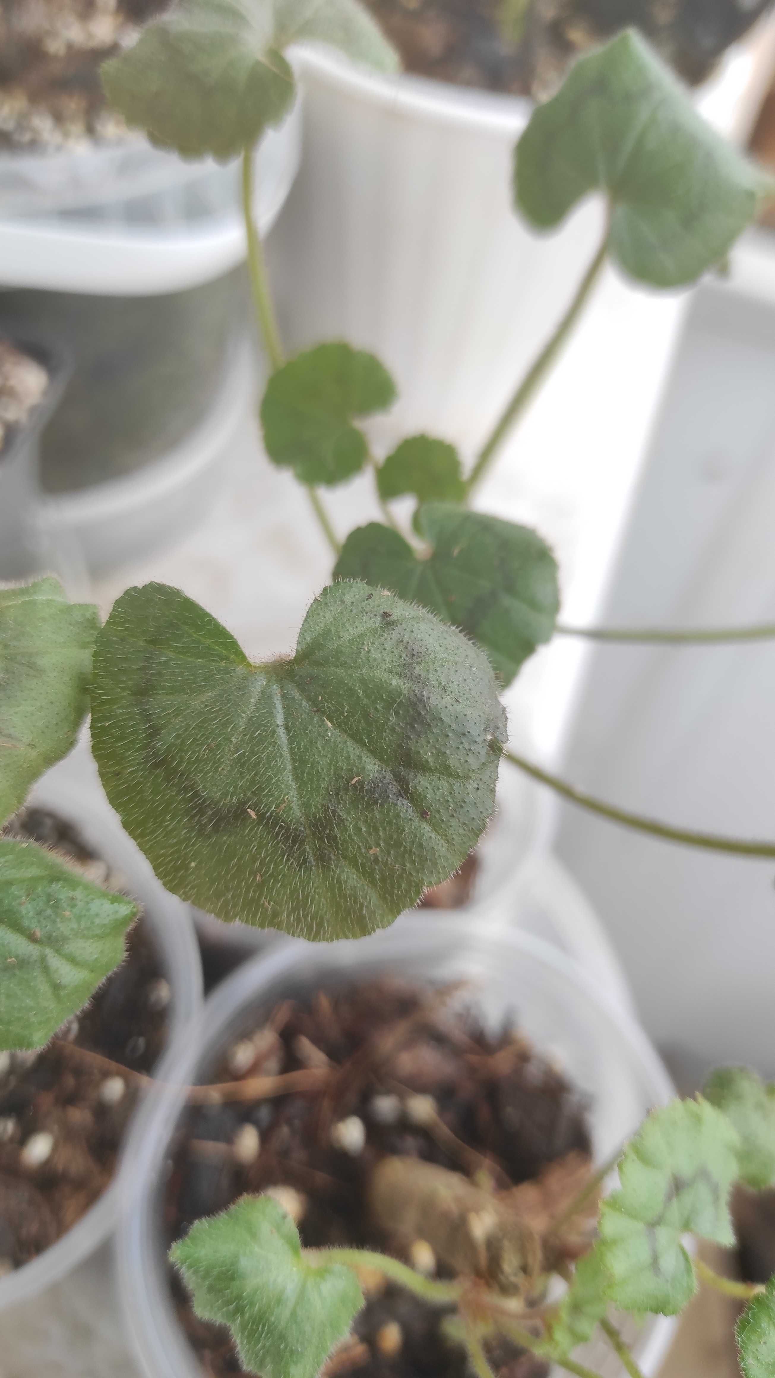 Мініатюрна Пеларгонія Pelargonium Dresden pink