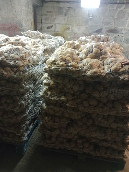 Ziemniaki jadalne irga,irys,catania,noya