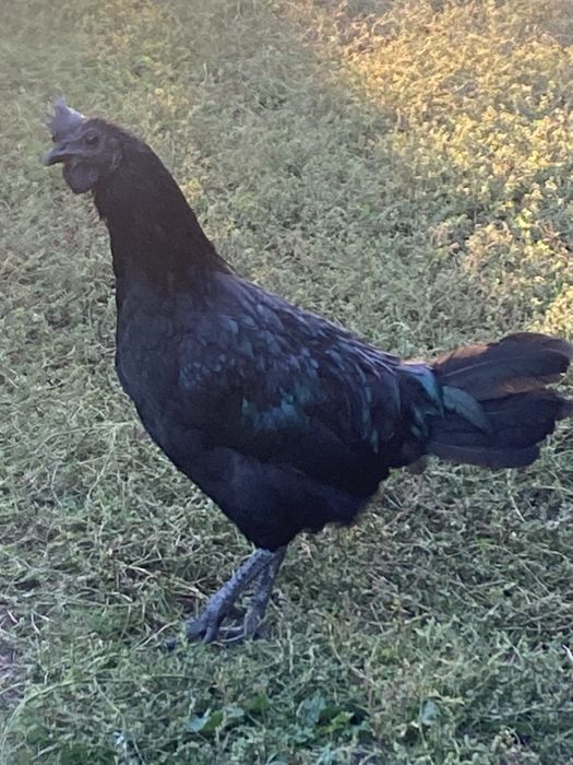 Kury koguty pary Ayam camani hamburgi