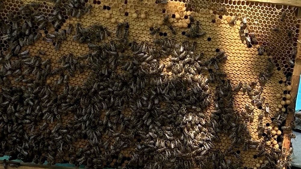 Продаються бджолопакети Карніка на даданівську рамку