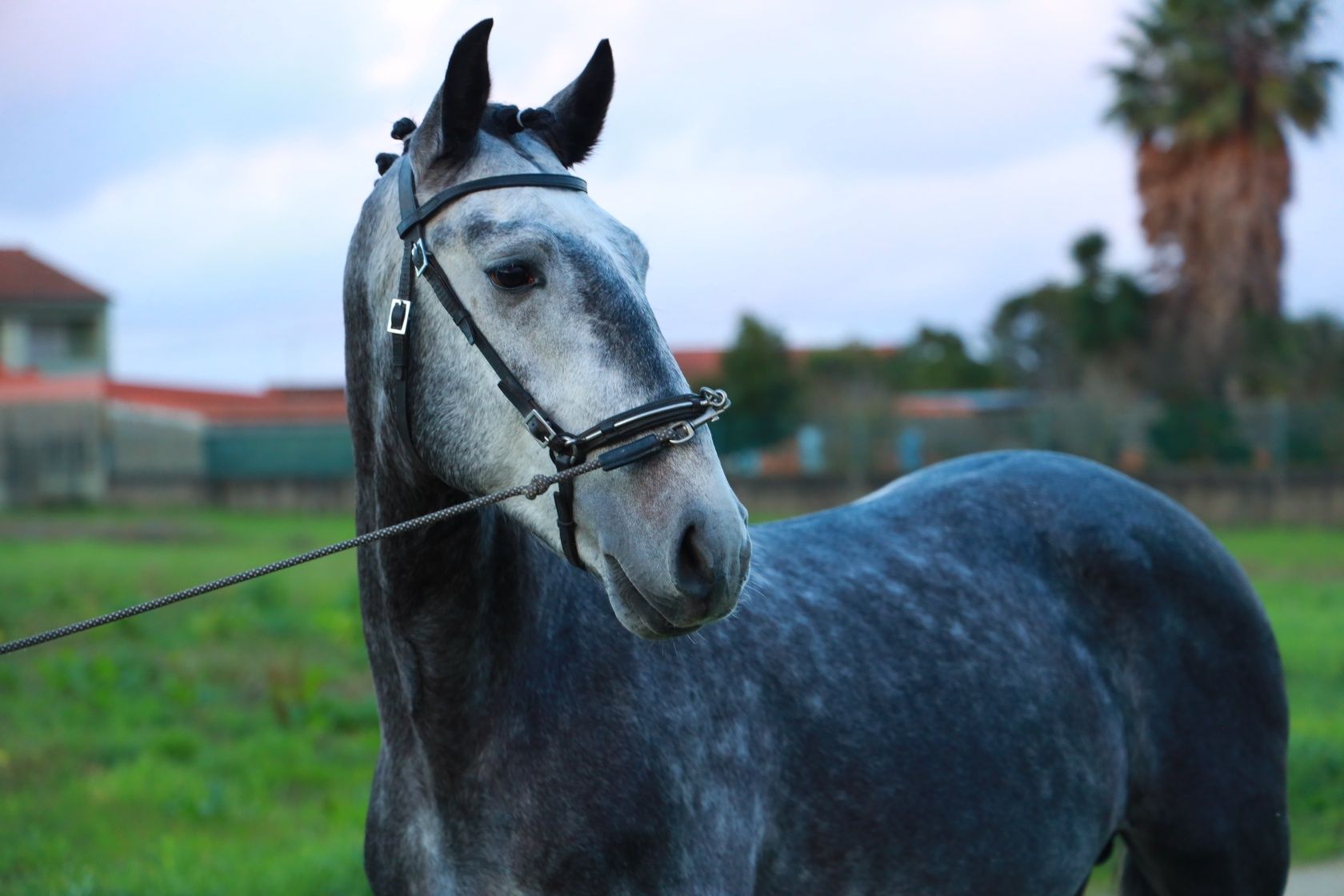 LUSITANO 4 YO (inteiro)