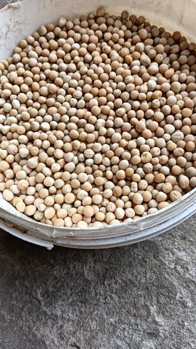 Groch Batuta zbiór 2025