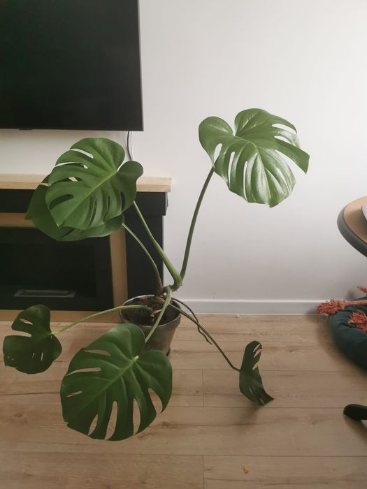 Monstera deliciosa big form !!!