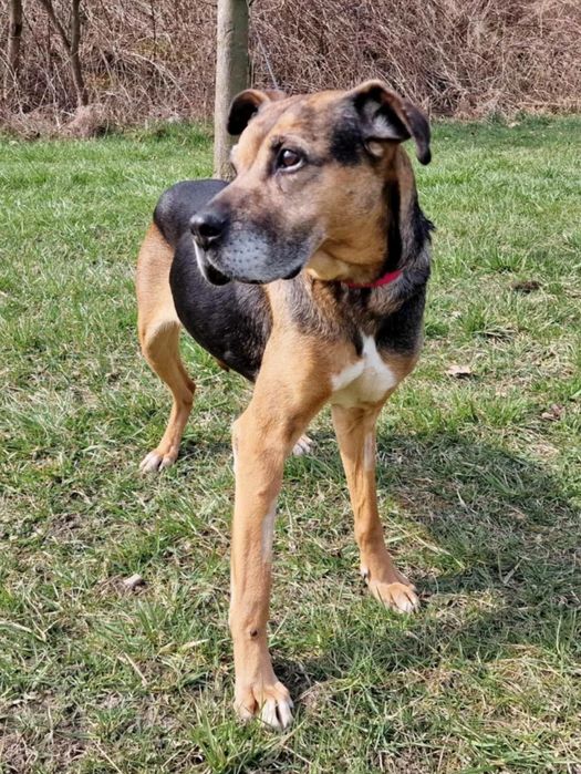 Seniorka Mika mix boksera do adopcji!