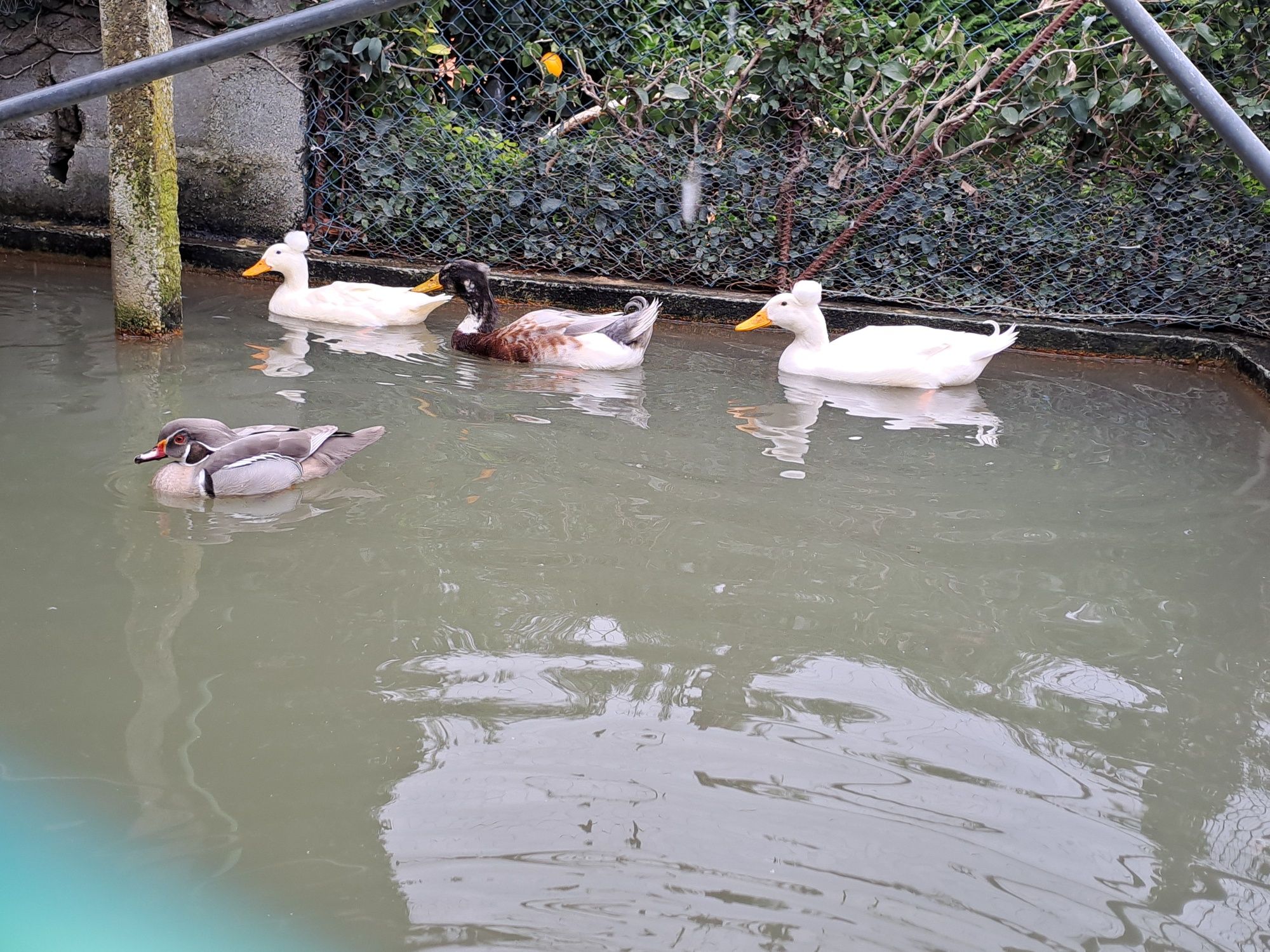 Patos pompom e carolinos