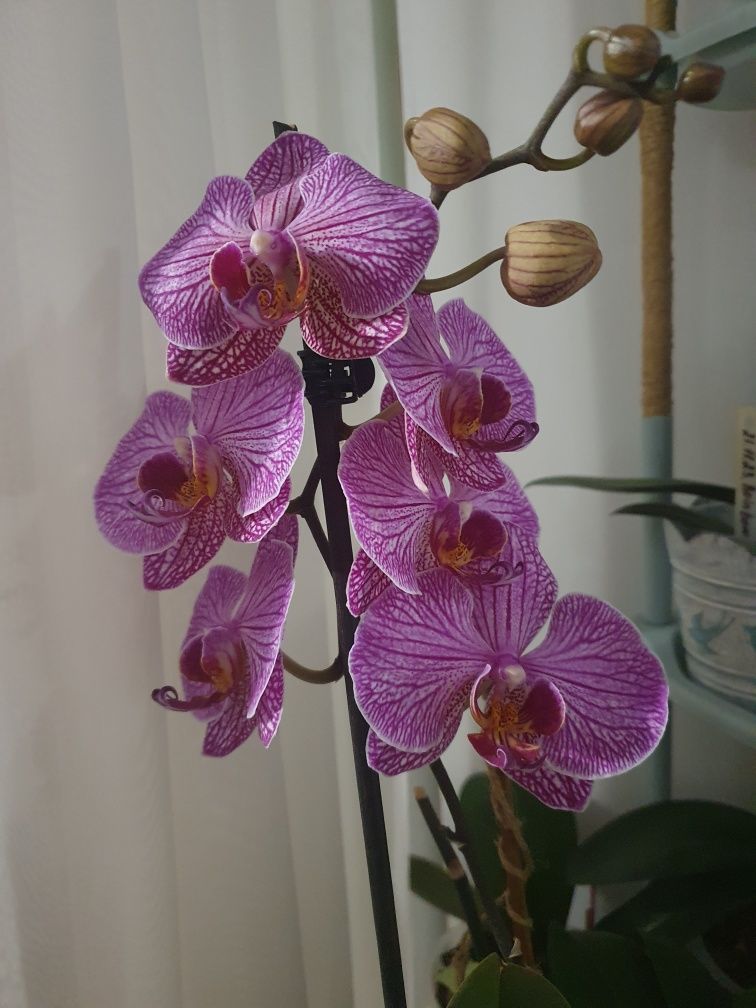 Цветущая  орхидея. Подарочный вариант.