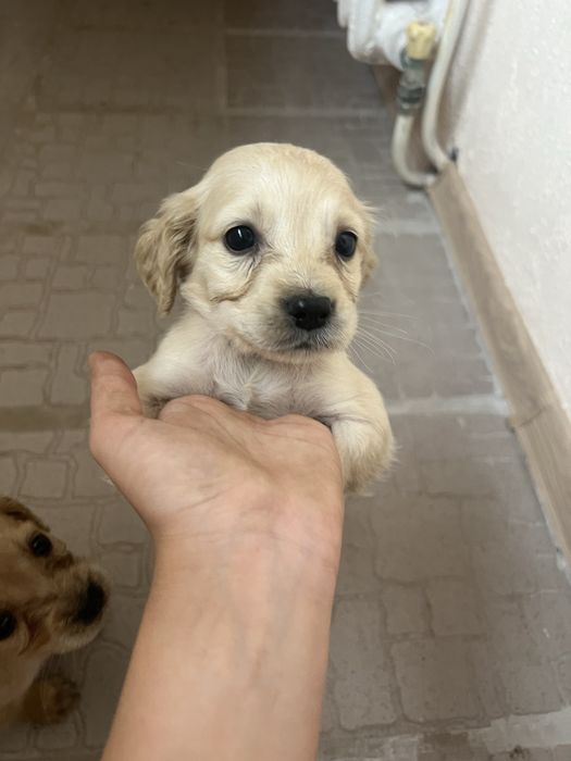 Щенята спанієлі шукають люблячий дім