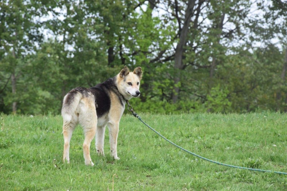 Sonia mieszanka husky do adopcji