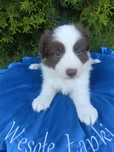 Chłopiec brązowo-biały Border Collie nr 2/Badania genetyczne/wyprawka