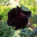 Roseira que dá ROSAS PRETAS lindíssimas