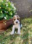 Piękny Beagle Tricolor szuka kochającego domu!