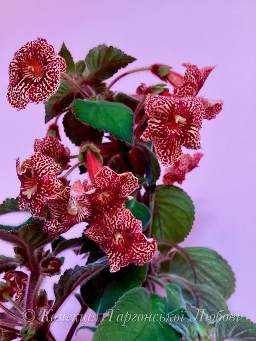 Сортові колеріі