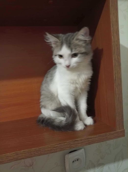 Суми. Кошеня. Шукає родину маленька принцеса
