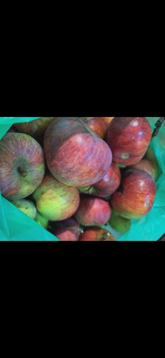 Sprzedam jabłka odmiany Alwa