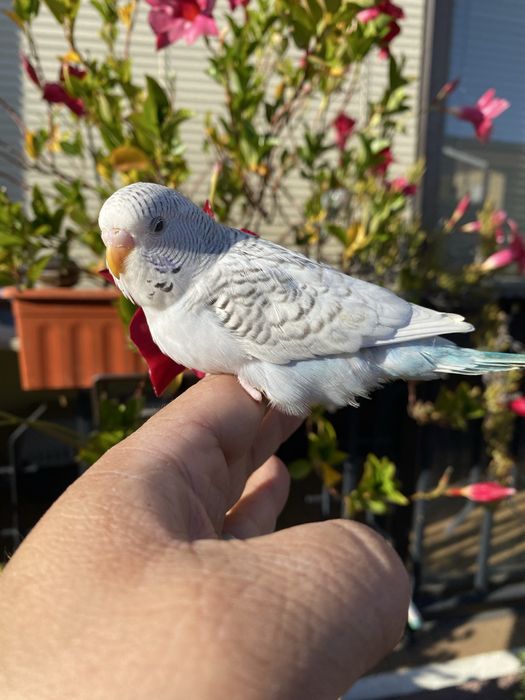 Periquito domesticado com gaiola exclusividade