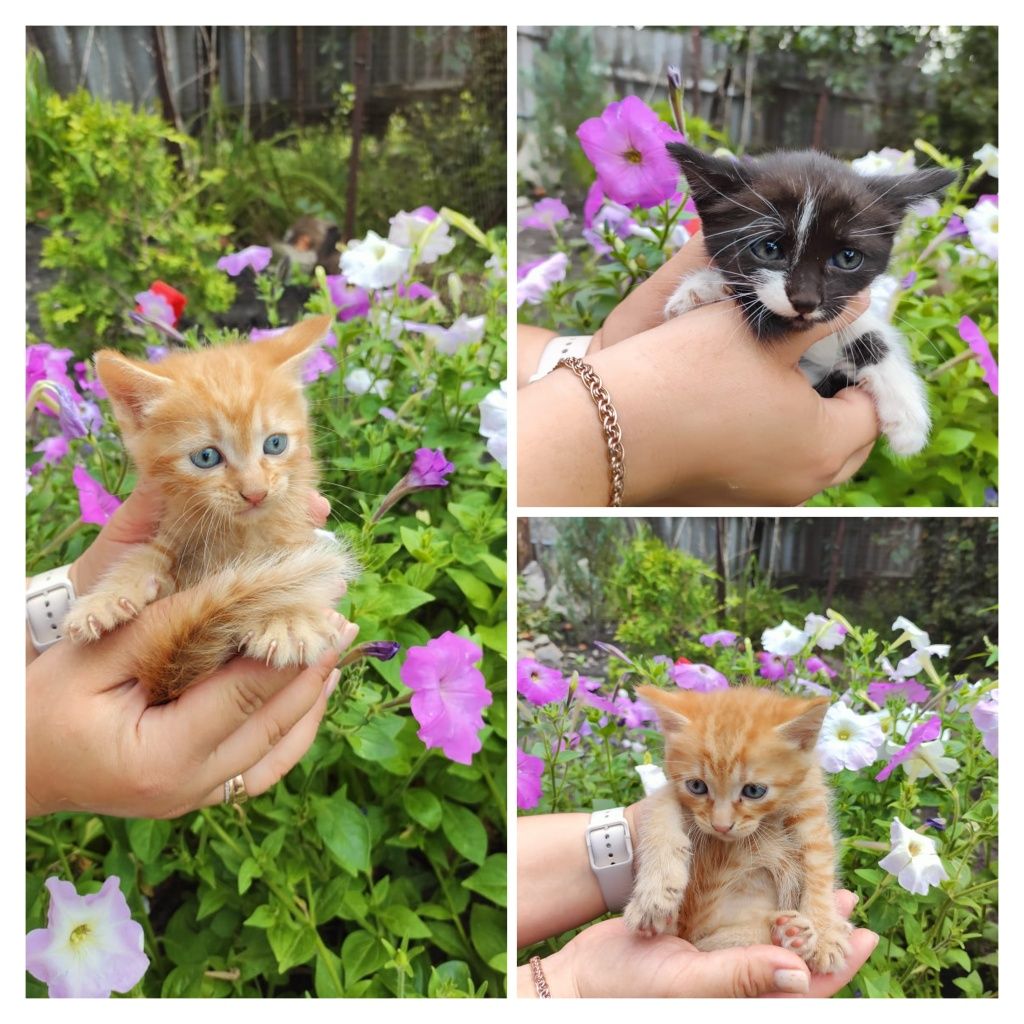 Отдам бесплатно котят