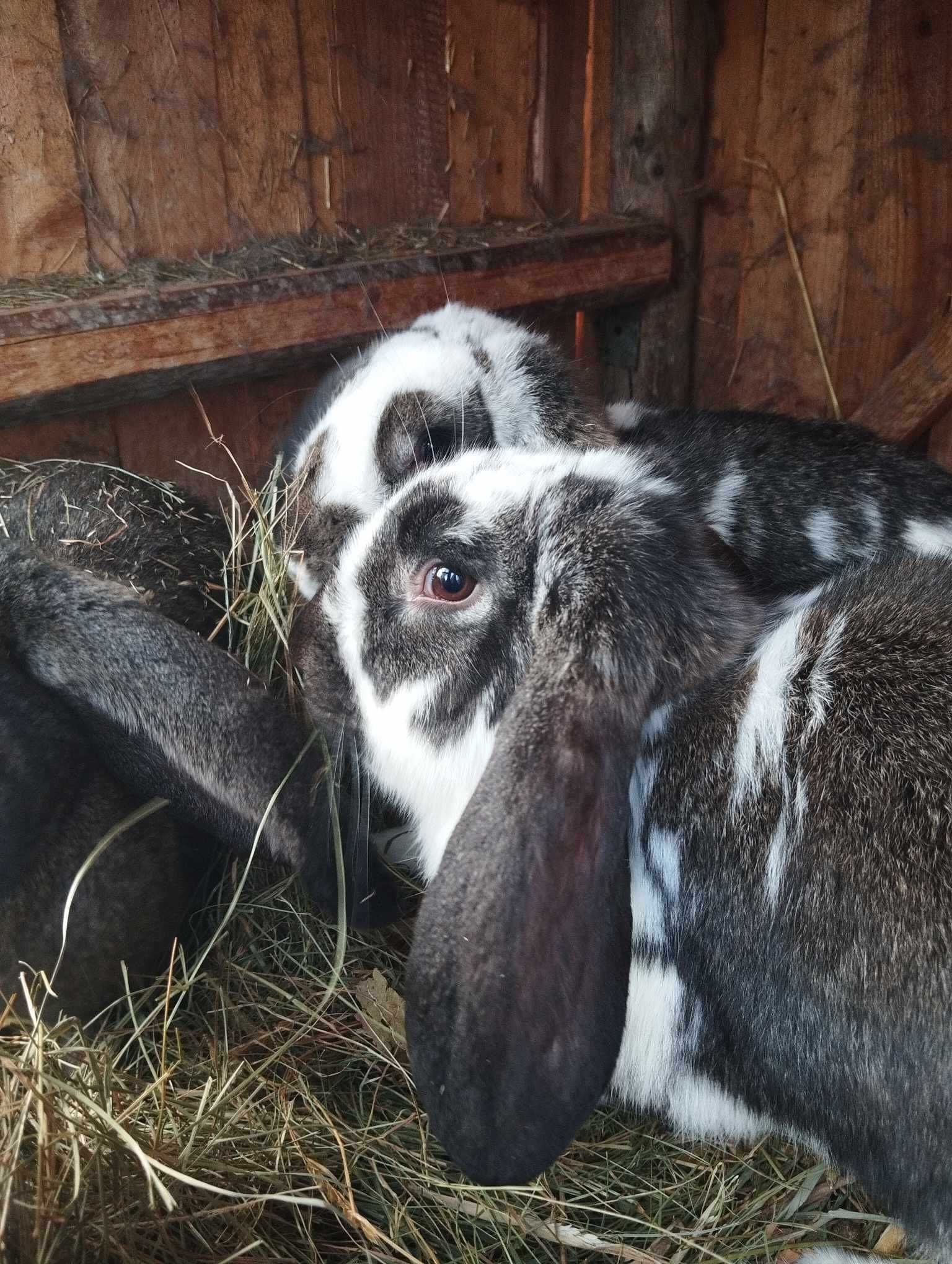 Sprzedam króliki barany francuskie (samce)